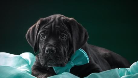 Cane Corso puppy wallpaper