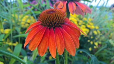 Red Coneflower wallpaper