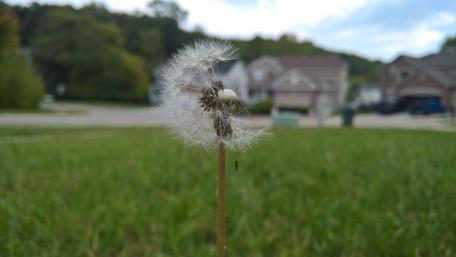 Dandelion macro photography wallpaper