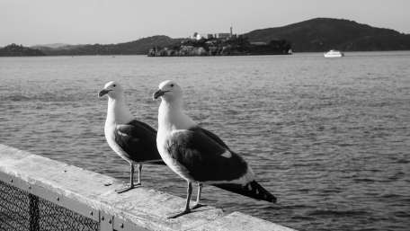 Seagull wallpaper