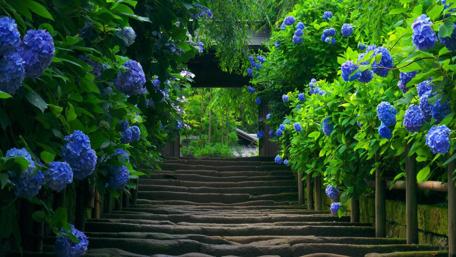 Blue Hydrangea path wallpaper