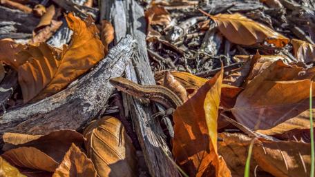 Hiding Lizard wallpaper