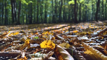 Autumn forest wallpaper