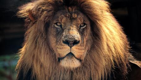 Amazing lion wallpaper