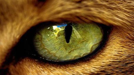 Beautiful eye of a cat wallpaper