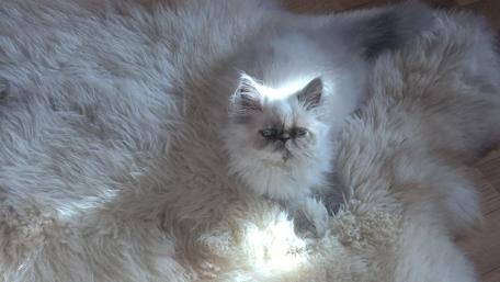 Yeti Kitten wallpaper