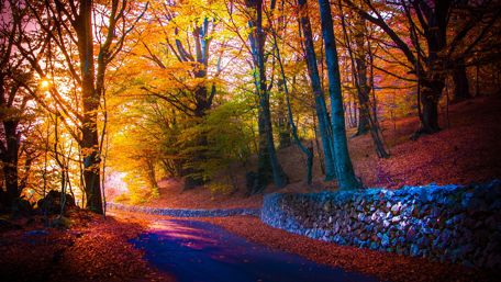 Autumn forest path wallpaper