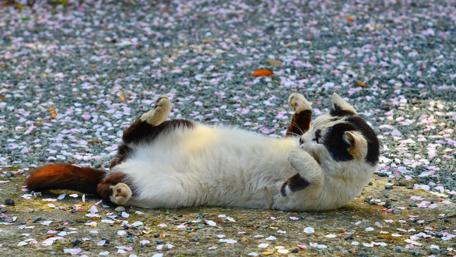 Playful Cat Among Cherry Blossom Petals wallpaper