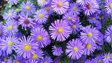 Chrysanthemum flowers wallpaper