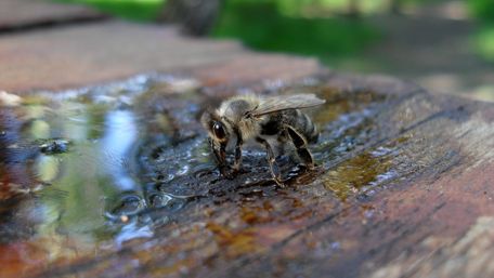 Bee macro photo wallpaper