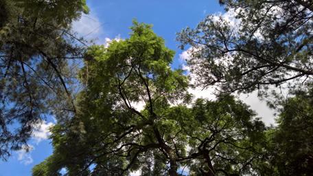 Trees wallpaper