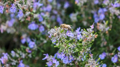 Bee on Lavendar wallpaper