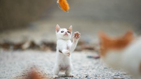 Playing kitten wallpaper
