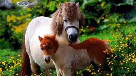 Mini Horses wallpaper