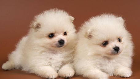 Cute baby dogs wallpaper