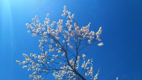 Blooming branches of a damson tree in spring wallpaper