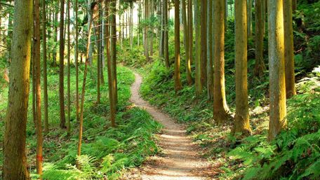 Forest path wallpaper