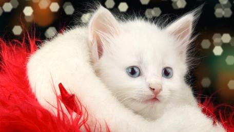 Adorable White Kitten Wrapped in Soft Red Fur wallpaper