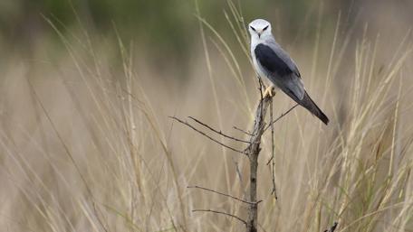 Beautiful bird on a twig wallpaper