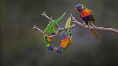 Rainbow lorikeet wallpaper