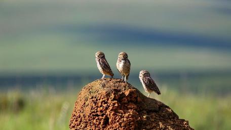 Burrowing Owl - Wildlife Photography wallpaper