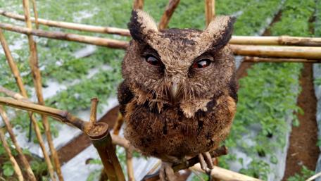 Small brown owl wallpaper