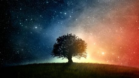 Lone tree under the starry sky wallpaper