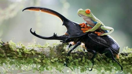 A frog riding a stag beetle wallpaper