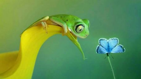 Tree frog wallpaper