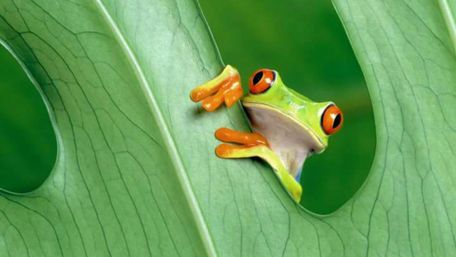 Red eyed tree frog wallpaper