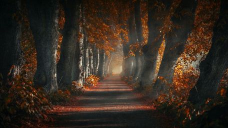 Tree alley in autumn wallpaper