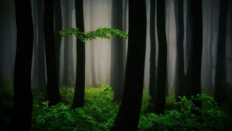 Lost in the mystic forest wallpaper