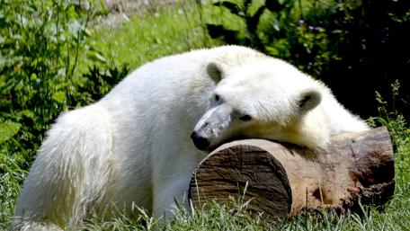 Polar bear wallpaper
