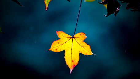 Maple leaf wallpaper