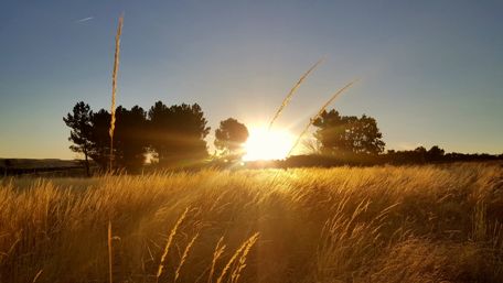 Late summer field at sunrise wallpaper
