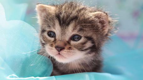 Sweet little cat with sleepy eyes wallpaper