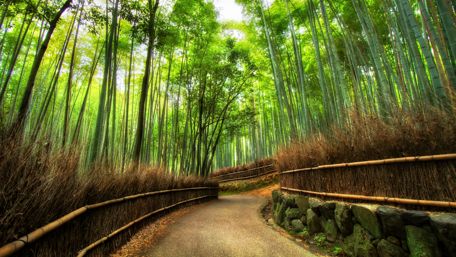 Arashiyama Bamboo Grove - Kyoto, Japan wallpaper