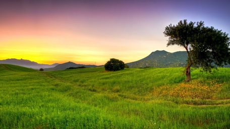 Green field in the sunset wallpaper