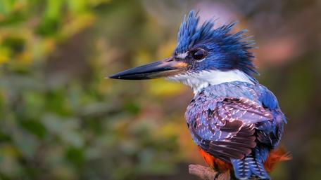 Kingfisher - Close up photo wallpaper
