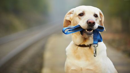 Cute Labrador Retriever wallpaper