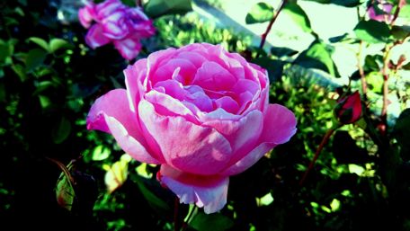 Elegant Pink Rose in Blooming Garden wallpaper