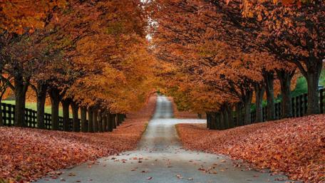 Autumn tree alley wallpaper