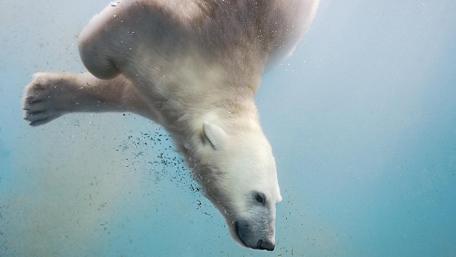 Polar bear under the water wallpaper