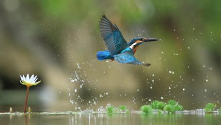 Kingfisher wallpaper
