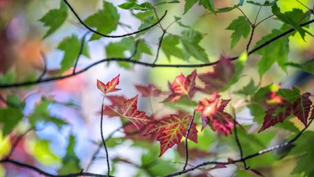 Autumn leaves wallpaper