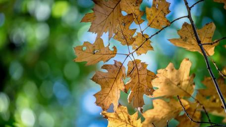 Autumn leaves wallpaper