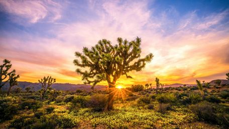 Joshua Tree National Park wallpaper