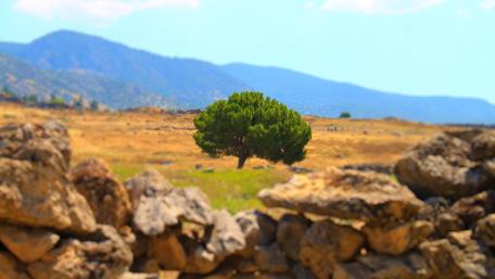 Serene Tree in a Vast Landscape wallpaper