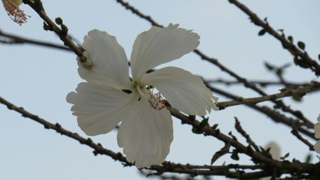 White hibiscus wallpaper