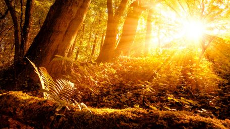 Sunbeams in the forest wallpaper